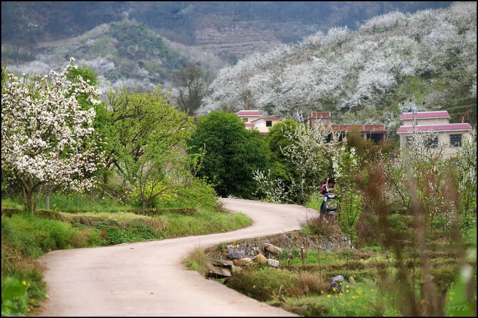 【春天,广西桂林灌阳县向您发出邀请!】我们在灌阳看梨花 - 游山玩水 - 那曲生活社区 - 那曲28生活网 nq.28life.com