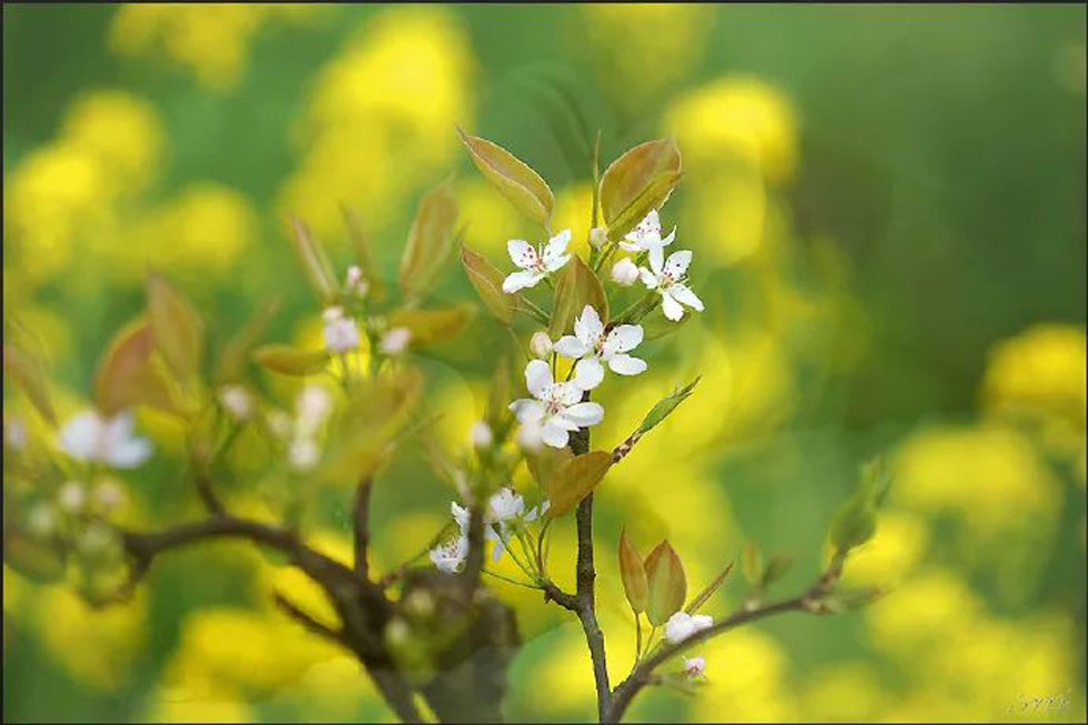 【春天,广西桂林灌阳县向您发出邀请!】我们在灌阳看梨花 - 游山玩水 - 那曲生活社区 - 那曲28生活网 nq.28life.com