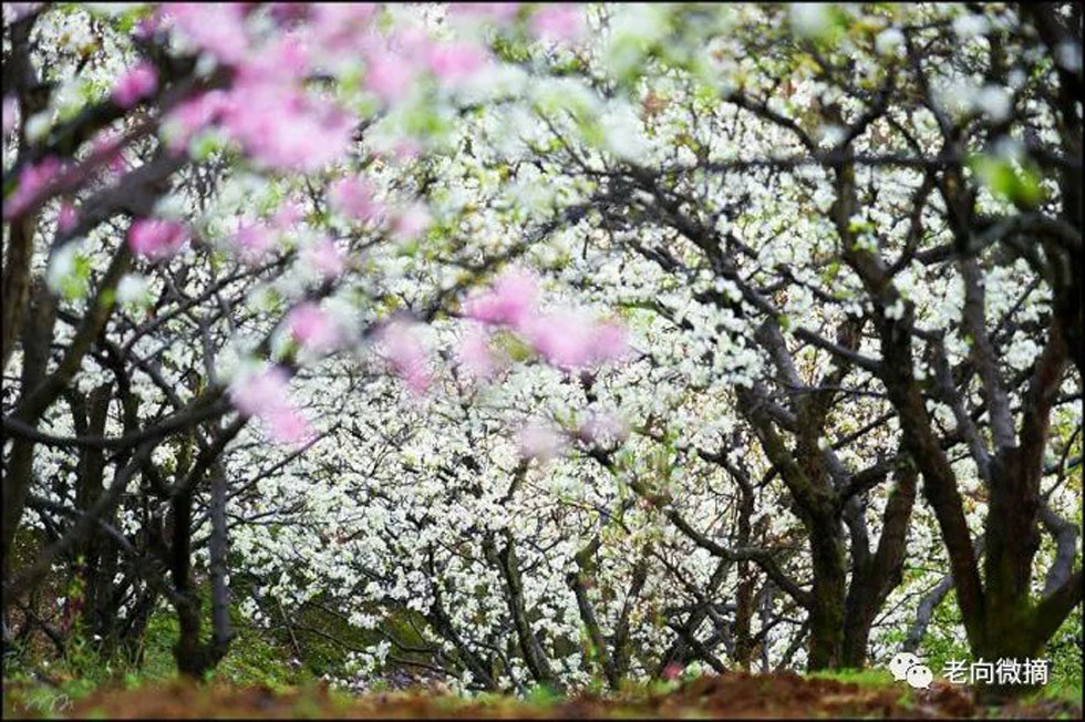【春天,广西桂林灌阳县向您发出邀请!】我们在灌阳看梨花 - 游山玩水 - 那曲生活社区 - 那曲28生活网 nq.28life.com