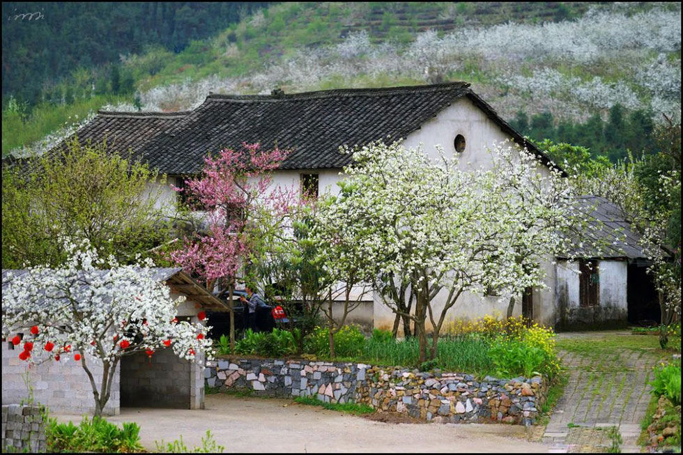 【春天,广西桂林灌阳县向您发出邀请!】我们在灌阳看梨花 - 游山玩水 - 那曲生活社区 - 那曲28生活网 nq.28life.com