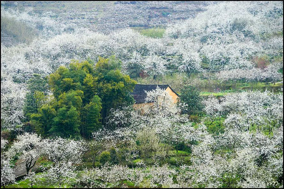 【春天,广西桂林灌阳县向您发出邀请!】我们在灌阳看梨花 - 游山玩水 - 那曲生活社区 - 那曲28生活网 nq.28life.com