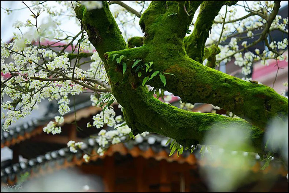 【春天,广西桂林灌阳县向您发出邀请!】我们在灌阳看梨花 - 游山玩水 - 那曲生活社区 - 那曲28生活网 nq.28life.com