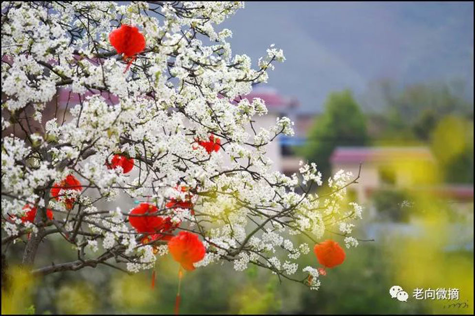 【春天,广西桂林灌阳县向您发出邀请!】我们在灌阳看梨花 - 游山玩水 - 那曲生活社区 - 那曲28生活网 nq.28life.com