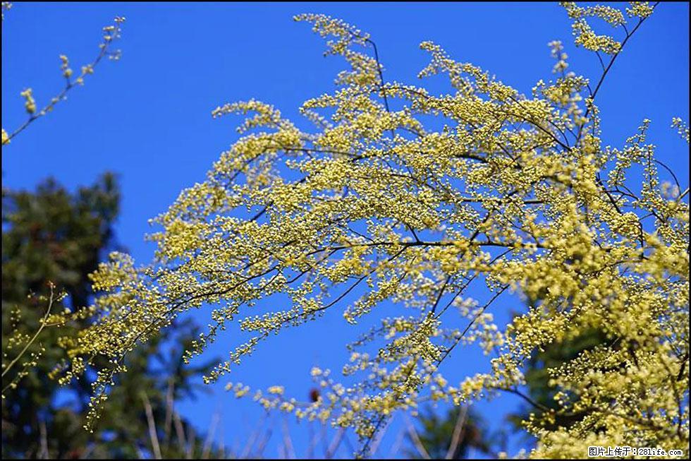 【春天,广西桂林灌阳县向您发出邀请!】米珠山前有片山苍子花在飘香 - 游山玩水 - 那曲生活社区 - 那曲28生活网 nq.28life.com