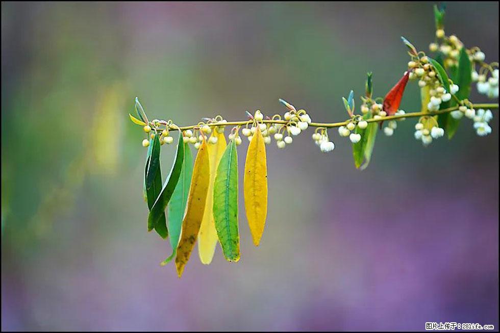 【春天,广西桂林灌阳县向您发出邀请!】米珠山前有片山苍子花在飘香 - 游山玩水 - 那曲生活社区 - 那曲28生活网 nq.28life.com