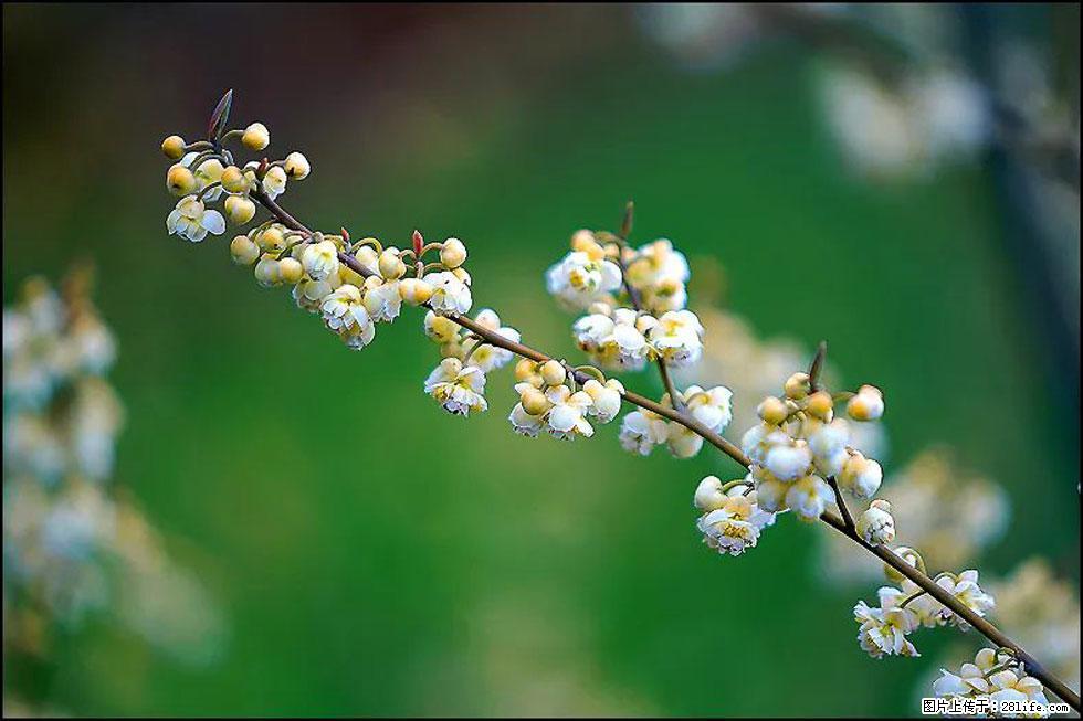 【春天,广西桂林灌阳县向您发出邀请!】米珠山前有片山苍子花在飘香 - 游山玩水 - 那曲生活社区 - 那曲28生活网 nq.28life.com
