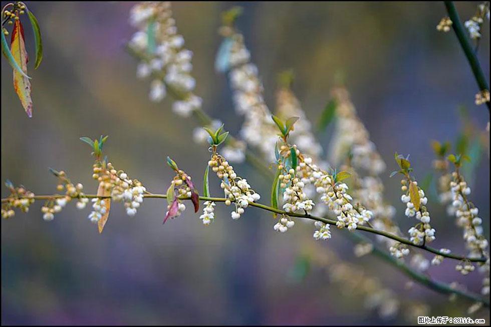 【春天,广西桂林灌阳县向您发出邀请!】米珠山前有片山苍子花在飘香 - 游山玩水 - 那曲生活社区 - 那曲28生活网 nq.28life.com