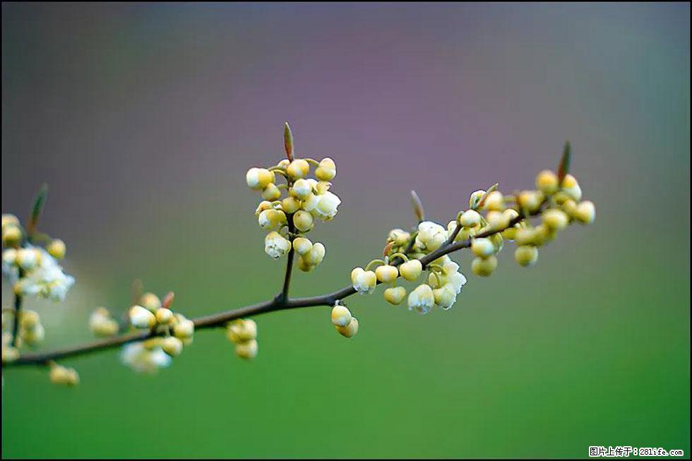 【春天,广西桂林灌阳县向您发出邀请!】米珠山前有片山苍子花在飘香 - 游山玩水 - 那曲生活社区 - 那曲28生活网 nq.28life.com