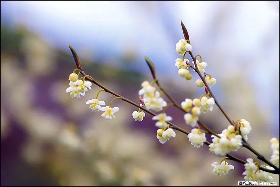 【春天,广西桂林灌阳县向您发出邀请!】米珠山前有片山苍子花在飘香 - 游山玩水 - 那曲生活社区 - 那曲28生活网 nq.28life.com