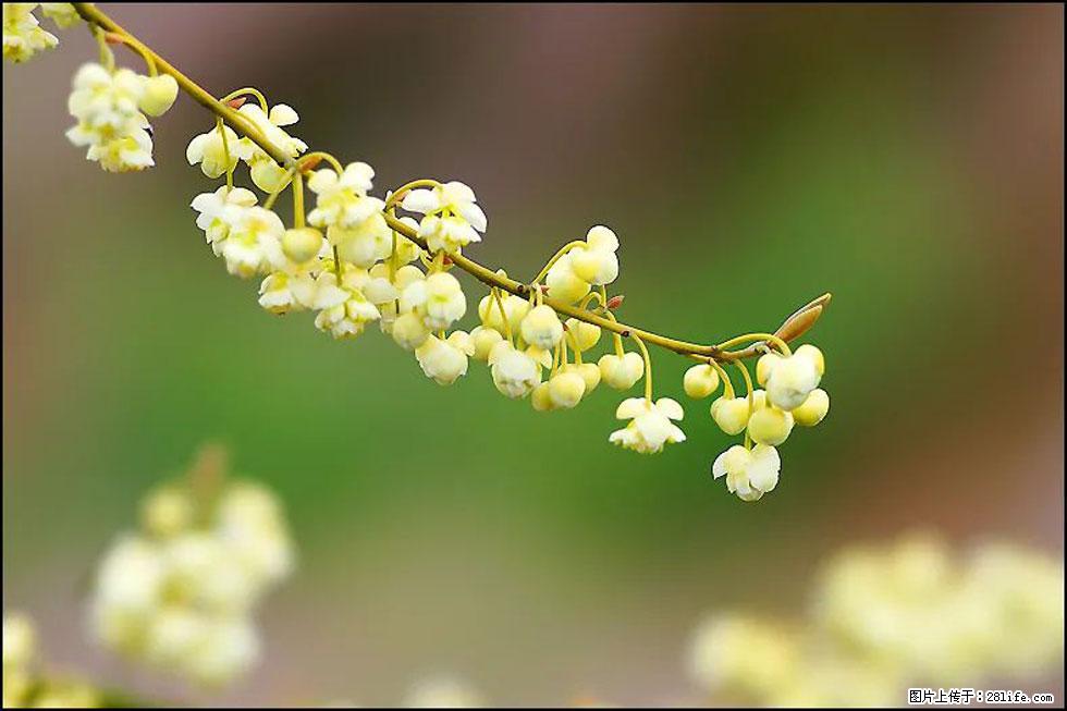 【春天,广西桂林灌阳县向您发出邀请!】米珠山前有片山苍子花在飘香 - 游山玩水 - 那曲生活社区 - 那曲28生活网 nq.28life.com