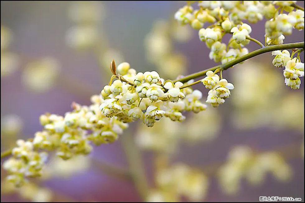 【春天,广西桂林灌阳县向您发出邀请!】米珠山前有片山苍子花在飘香 - 游山玩水 - 那曲生活社区 - 那曲28生活网 nq.28life.com