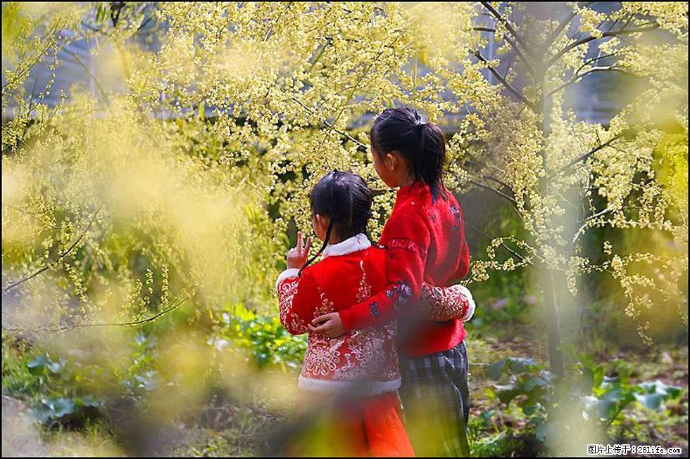 【春天,广西桂林灌阳县向您发出邀请!】米珠山前有片山苍子花在飘香 - 游山玩水 - 那曲生活社区 - 那曲28生活网 nq.28life.com