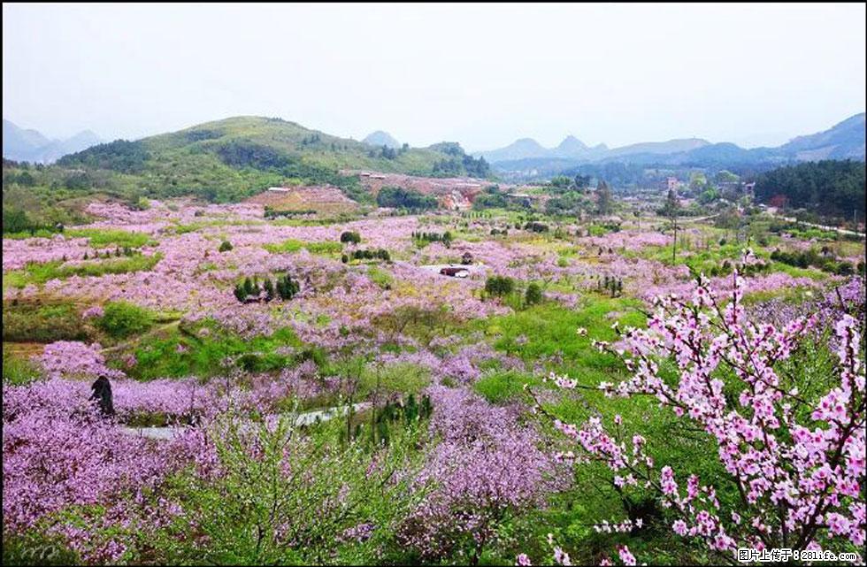 【春天,广西桂林灌阳县向您发出邀请!】官庄村有个醉美的桃花园 - 游山玩水 - 那曲生活社区 - 那曲28生活网 nq.28life.com