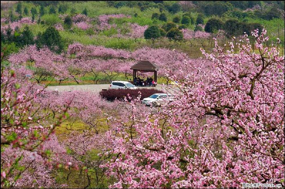 【春天,广西桂林灌阳县向您发出邀请!】官庄村有个醉美的桃花园 - 游山玩水 - 那曲生活社区 - 那曲28生活网 nq.28life.com