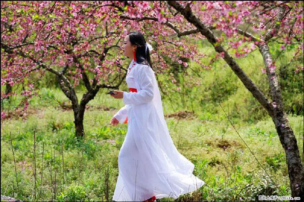 【春天,广西桂林灌阳县向您发出邀请!】官庄村有个醉美的桃花园 - 游山玩水 - 那曲生活社区 - 那曲28生活网 nq.28life.com