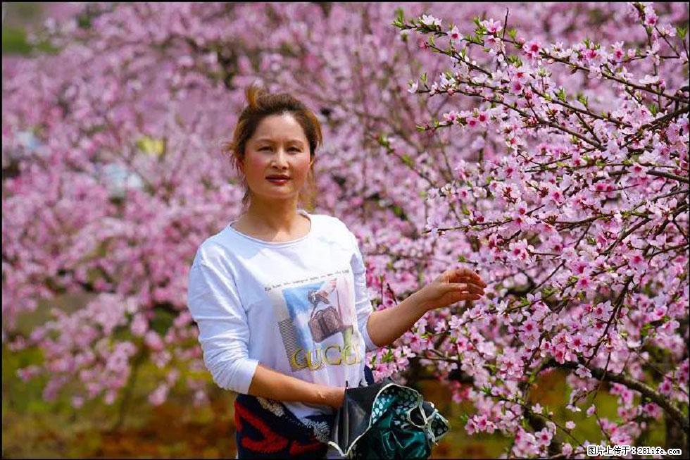 【春天,广西桂林灌阳县向您发出邀请!】官庄村有个醉美的桃花园 - 游山玩水 - 那曲生活社区 - 那曲28生活网 nq.28life.com