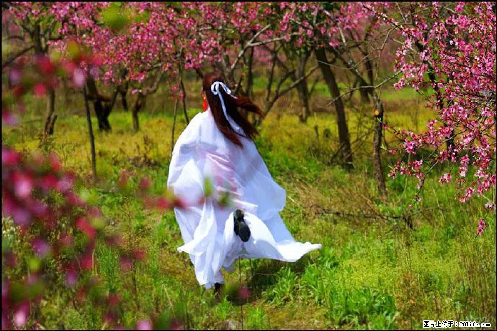 【春天,广西桂林灌阳县向您发出邀请!】官庄村有个醉美的桃花园 - 游山玩水 - 那曲生活社区 - 那曲28生活网 nq.28life.com