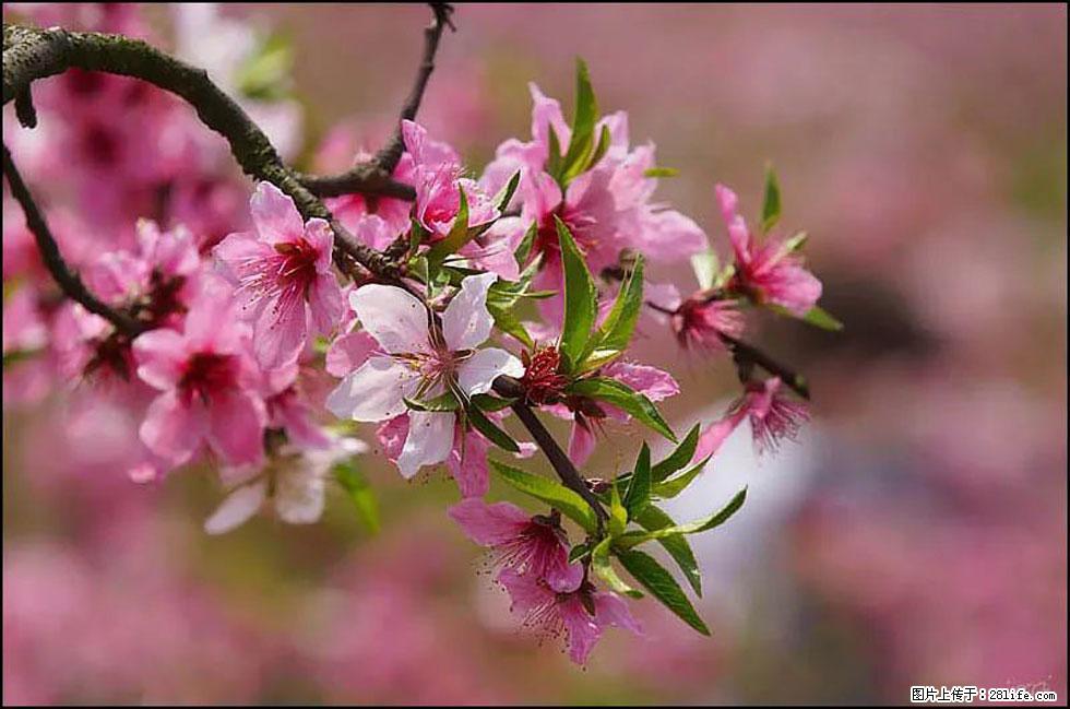 【春天,广西桂林灌阳县向您发出邀请!】官庄村有个醉美的桃花园 - 游山玩水 - 那曲生活社区 - 那曲28生活网 nq.28life.com