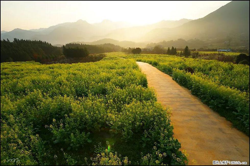 【春天,广西桂林灌阳县向您发出邀请!】长坪村油菜盛情花开 - 游山玩水 - 那曲生活社区 - 那曲28生活网 nq.28life.com