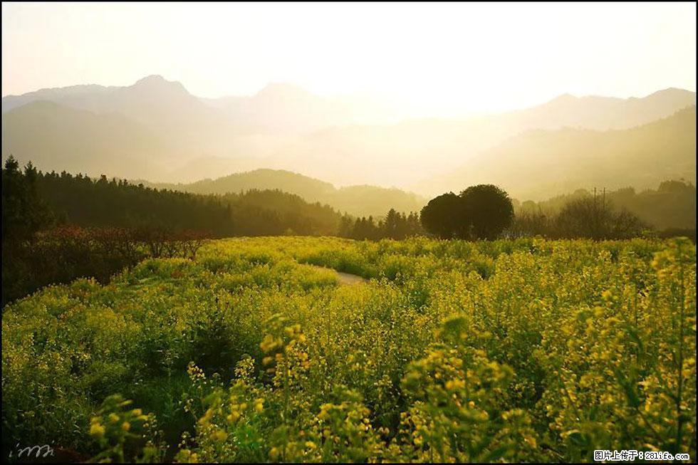 【春天,广西桂林灌阳县向您发出邀请!】长坪村油菜盛情花开 - 游山玩水 - 那曲生活社区 - 那曲28生活网 nq.28life.com