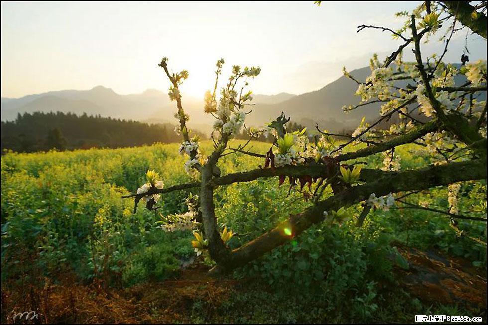 【春天,广西桂林灌阳县向您发出邀请!】长坪村油菜盛情花开 - 游山玩水 - 那曲生活社区 - 那曲28生活网 nq.28life.com