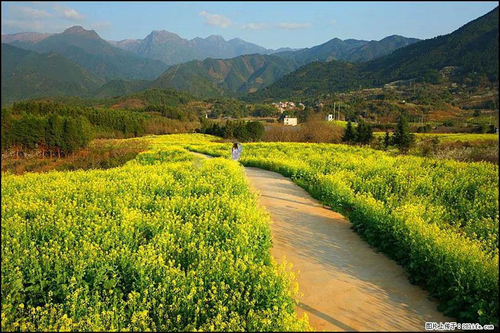 【春天,广西桂林灌阳县向您发出邀请!】长坪村油菜盛情花开 - 游山玩水 - 那曲生活社区 - 那曲28生活网 nq.28life.com