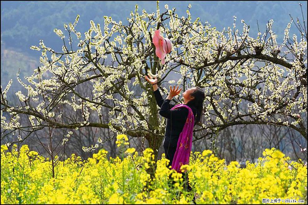 【春天,广西桂林灌阳县向您发出邀请!】长坪村油菜盛情花开 - 游山玩水 - 那曲生活社区 - 那曲28生活网 nq.28life.com