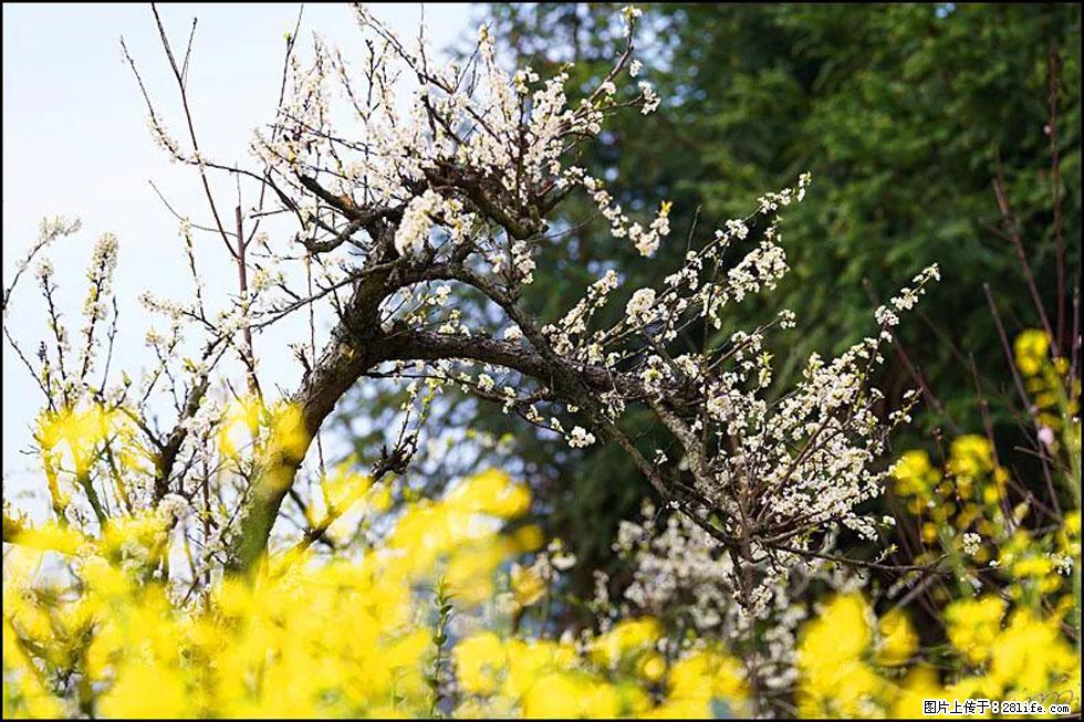 【春天,广西桂林灌阳县向您发出邀请!】长坪村油菜盛情花开 - 游山玩水 - 那曲生活社区 - 那曲28生活网 nq.28life.com