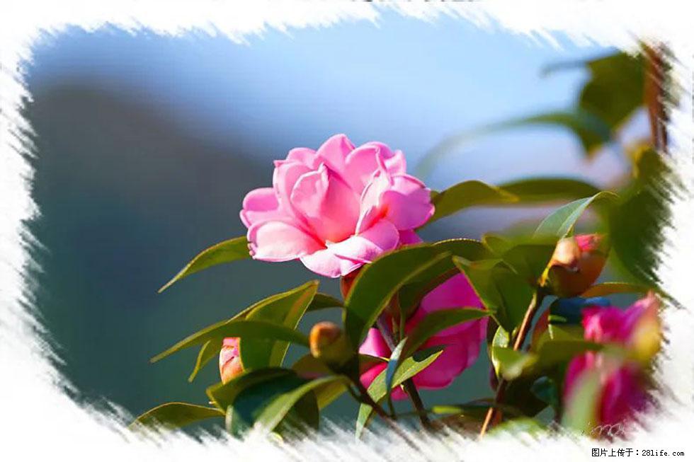 【春天，广西桂林灌阳县向您发出邀请！】杨柳井茶花惹人爱 - 游山玩水 - 那曲生活社区 - 那曲28生活网 nq.28life.com