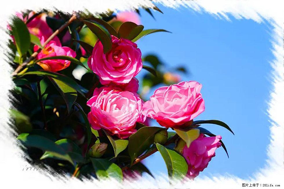 【春天，广西桂林灌阳县向您发出邀请！】杨柳井茶花惹人爱 - 游山玩水 - 那曲生活社区 - 那曲28生活网 nq.28life.com