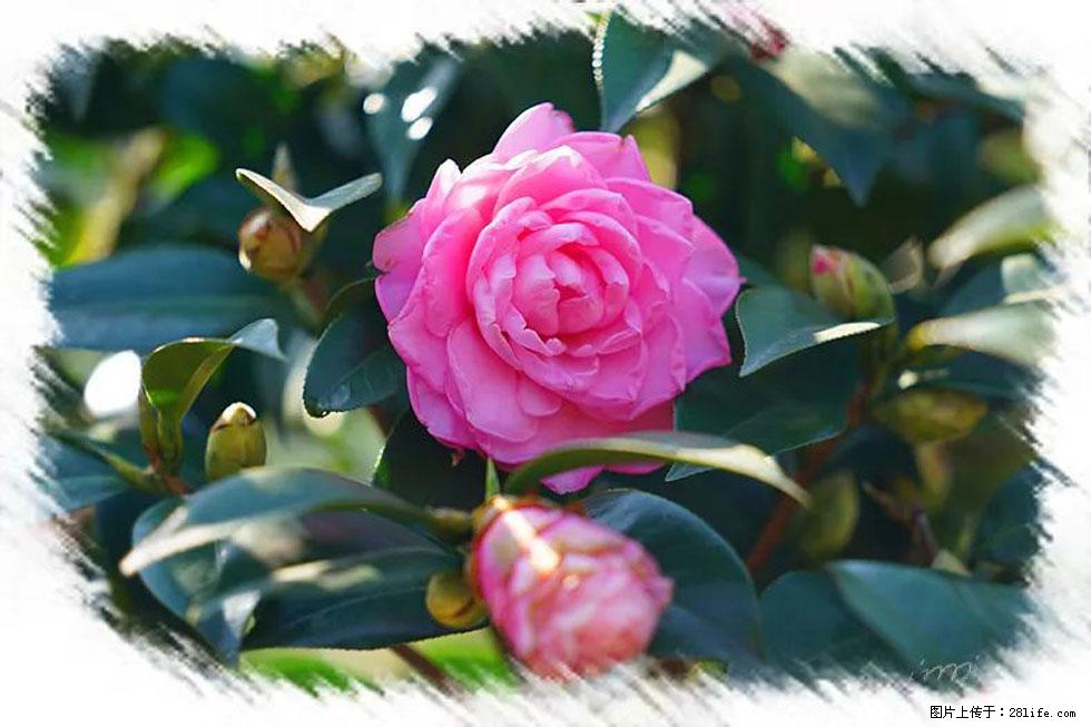 【春天，广西桂林灌阳县向您发出邀请！】杨柳井茶花惹人爱 - 游山玩水 - 那曲生活社区 - 那曲28生活网 nq.28life.com