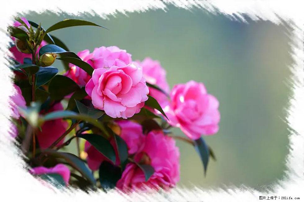 【春天，广西桂林灌阳县向您发出邀请！】杨柳井茶花惹人爱 - 游山玩水 - 那曲生活社区 - 那曲28生活网 nq.28life.com