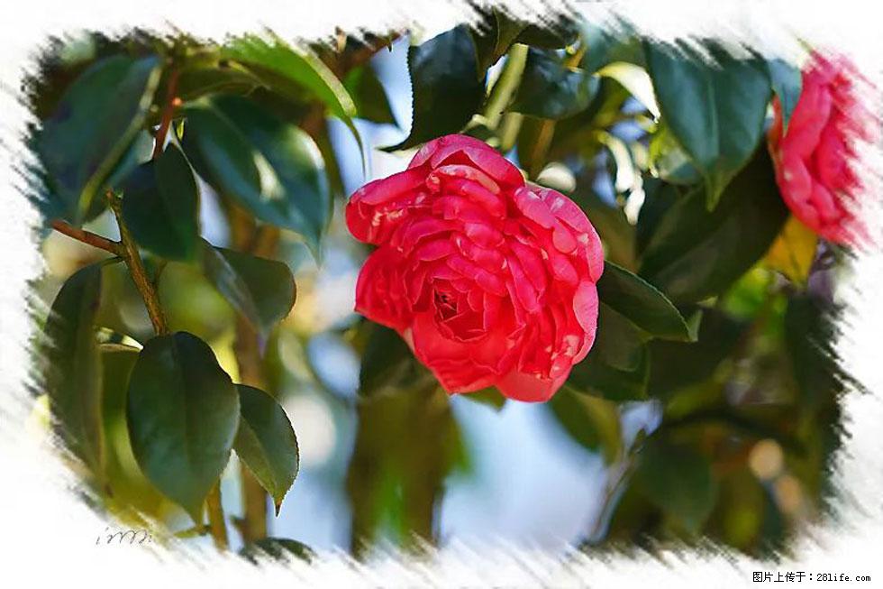 【春天，广西桂林灌阳县向您发出邀请！】杨柳井茶花惹人爱 - 游山玩水 - 那曲生活社区 - 那曲28生活网 nq.28life.com