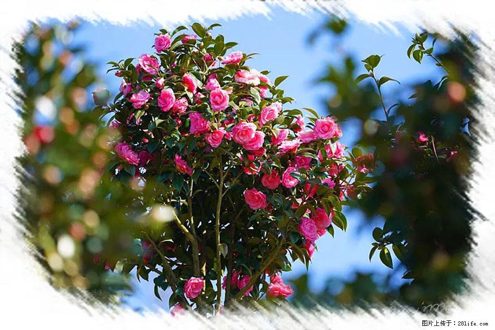 【春天，广西桂林灌阳县向您发出邀请！】杨柳井茶花惹人爱 - 游山玩水 - 那曲生活社区 - 那曲28生活网 nq.28life.com