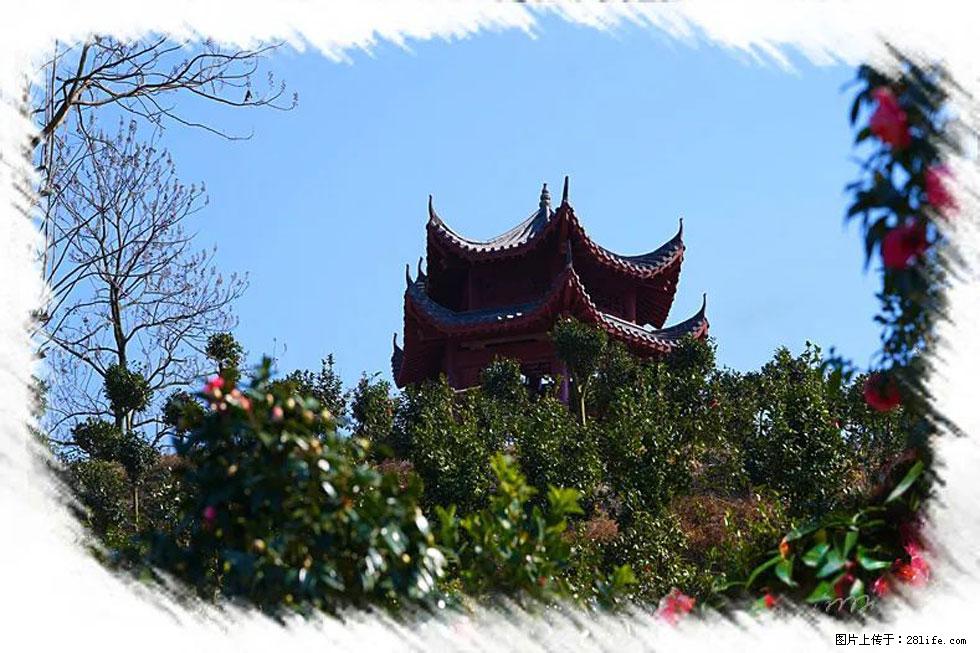 【春天，广西桂林灌阳县向您发出邀请！】杨柳井茶花惹人爱 - 游山玩水 - 那曲生活社区 - 那曲28生活网 nq.28life.com