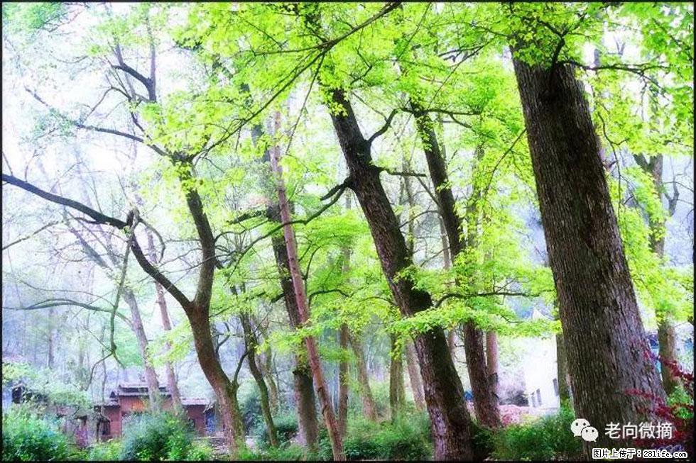 【春天,广西桂林灌阳县向您发出邀请!】在小龙村与春天约会 - 游山玩水 - 那曲生活社区 - 那曲28生活网 nq.28life.com