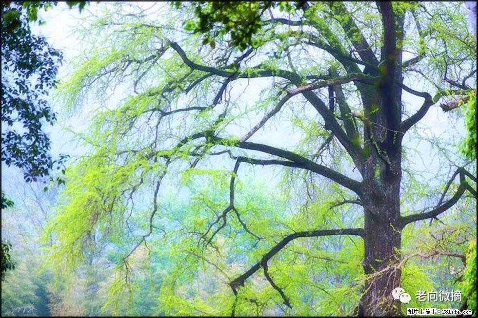 【春天,广西桂林灌阳县向您发出邀请!】在小龙村与春天约会 - 游山玩水 - 那曲生活社区 - 那曲28生活网 nq.28life.com