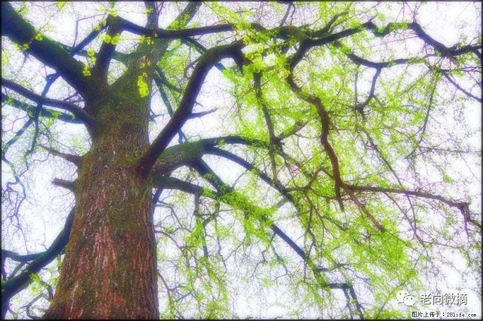 【春天,广西桂林灌阳县向您发出邀请!】在小龙村与春天约会 - 游山玩水 - 那曲生活社区 - 那曲28生活网 nq.28life.com