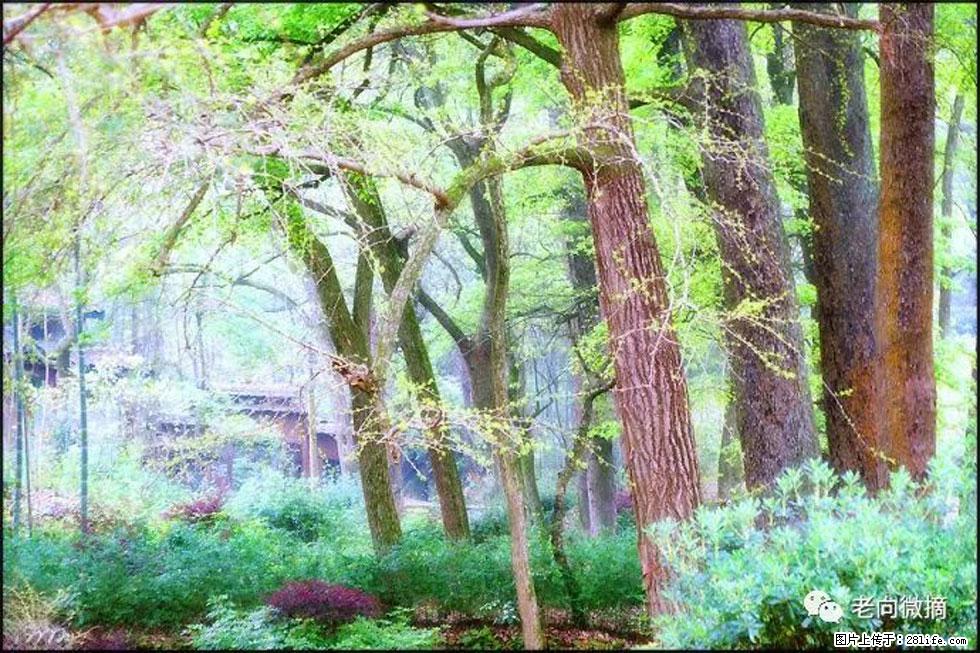 【春天,广西桂林灌阳县向您发出邀请!】在小龙村与春天约会 - 游山玩水 - 那曲生活社区 - 那曲28生活网 nq.28life.com