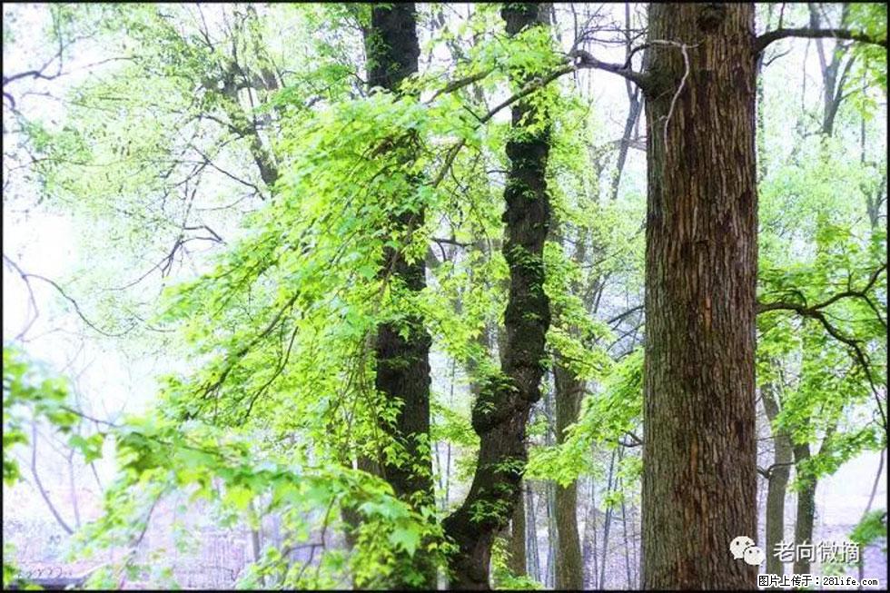 【春天,广西桂林灌阳县向您发出邀请!】在小龙村与春天约会 - 游山玩水 - 那曲生活社区 - 那曲28生活网 nq.28life.com