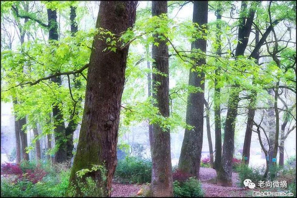 【春天,广西桂林灌阳县向您发出邀请!】在小龙村与春天约会 - 游山玩水 - 那曲生活社区 - 那曲28生活网 nq.28life.com