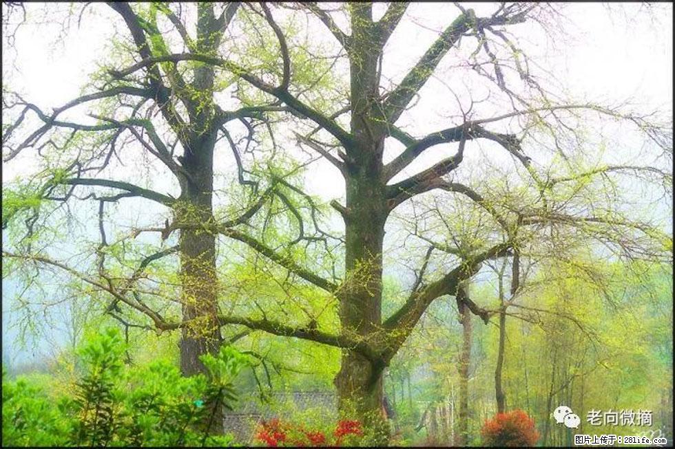 【春天,广西桂林灌阳县向您发出邀请!】在小龙村与春天约会 - 游山玩水 - 那曲生活社区 - 那曲28生活网 nq.28life.com