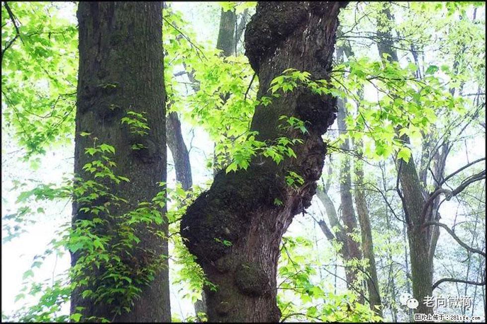 【春天,广西桂林灌阳县向您发出邀请!】在小龙村与春天约会 - 游山玩水 - 那曲生活社区 - 那曲28生活网 nq.28life.com