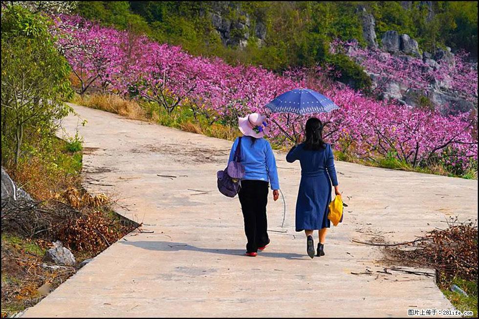 【春天,广西桂林灌阳县向您发出邀请!】望月岭上桃花开 - 游山玩水 - 那曲生活社区 - 那曲28生活网 nq.28life.com