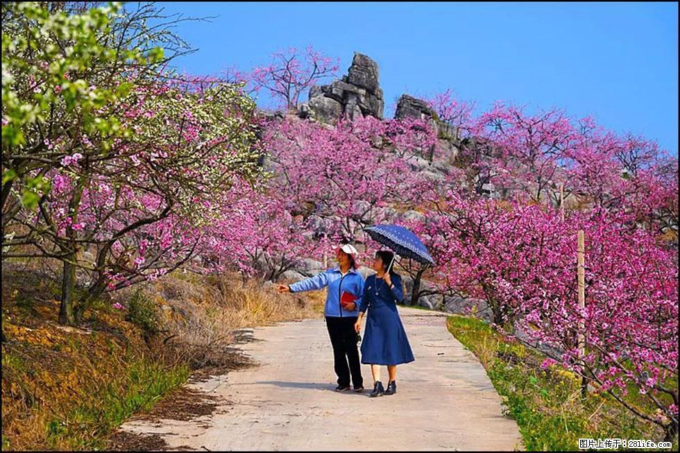 【春天,广西桂林灌阳县向您发出邀请!】望月岭上桃花开 - 游山玩水 - 那曲生活社区 - 那曲28生活网 nq.28life.com