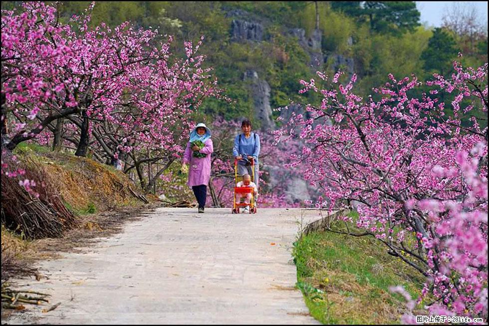 【春天,广西桂林灌阳县向您发出邀请!】望月岭上桃花开 - 游山玩水 - 那曲生活社区 - 那曲28生活网 nq.28life.com