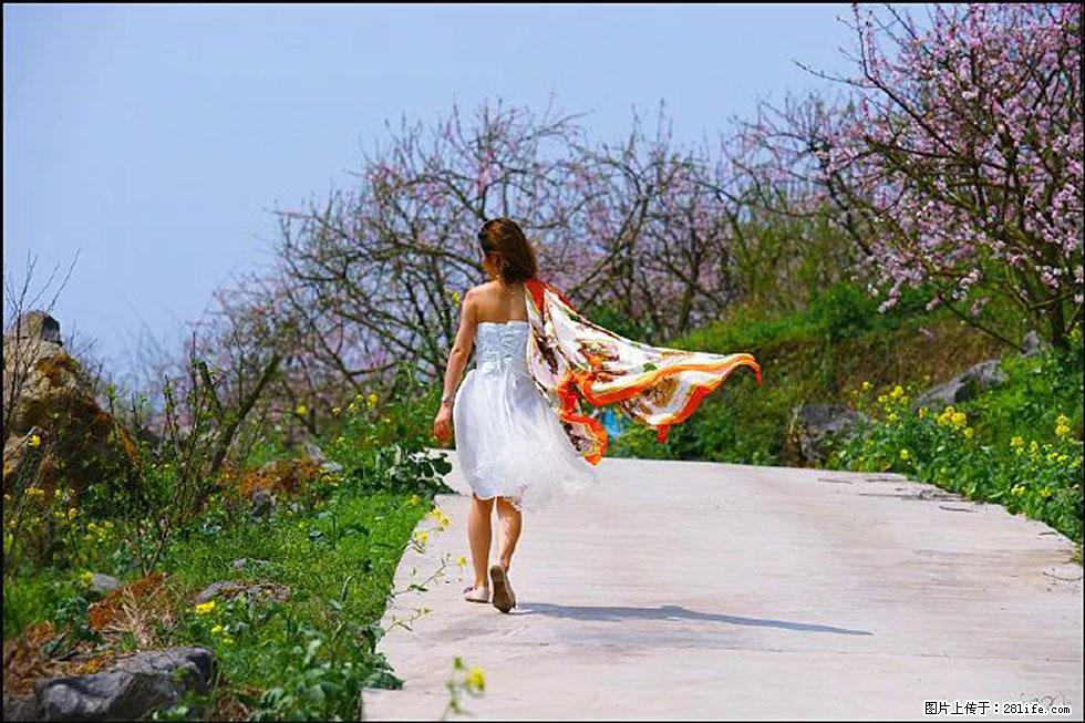 【春天,广西桂林灌阳县向您发出邀请!】望月岭上桃花开 - 游山玩水 - 那曲生活社区 - 那曲28生活网 nq.28life.com