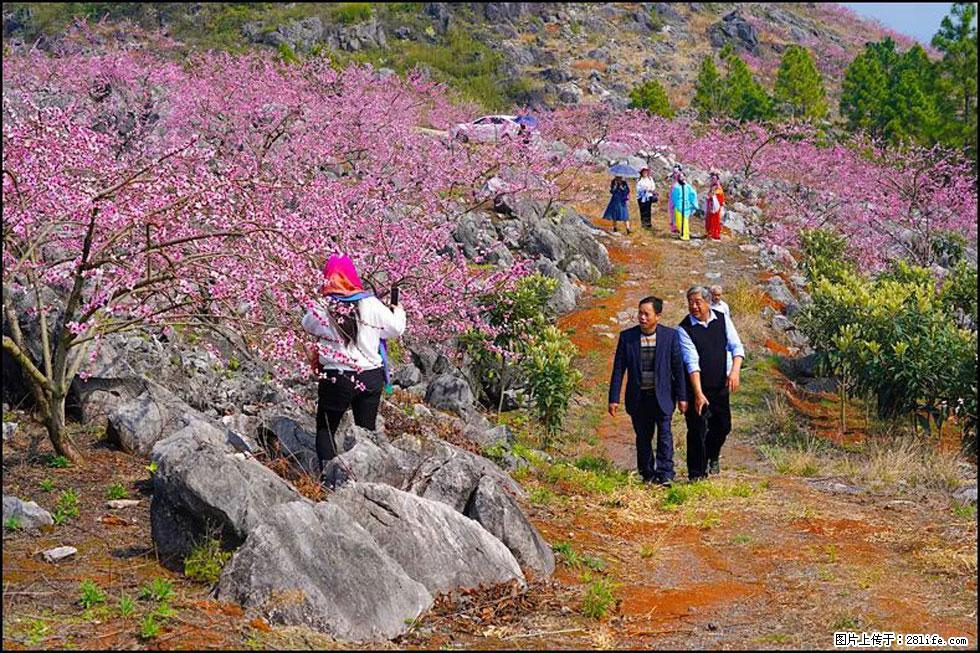 【春天,广西桂林灌阳县向您发出邀请!】望月岭上桃花开 - 游山玩水 - 那曲生活社区 - 那曲28生活网 nq.28life.com