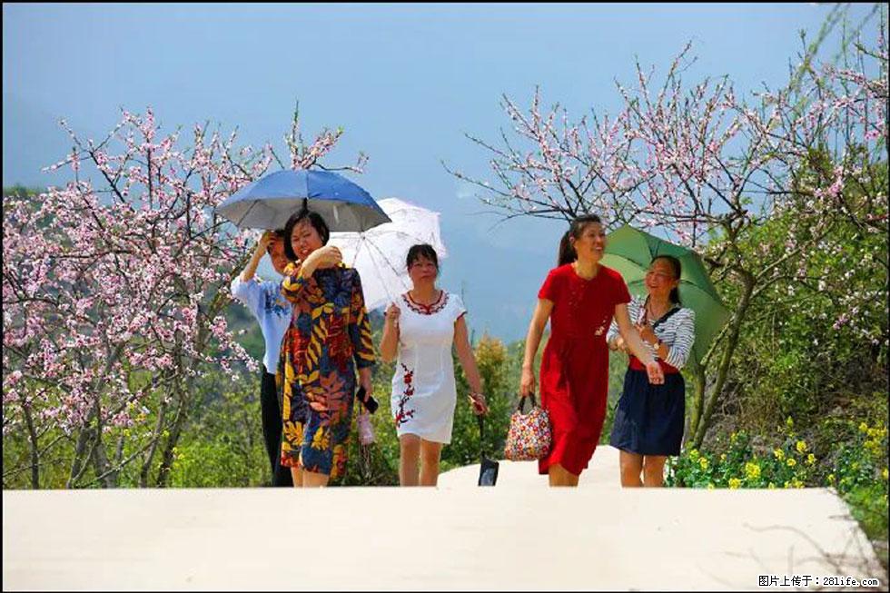 【春天,广西桂林灌阳县向您发出邀请!】望月岭上桃花开 - 游山玩水 - 那曲生活社区 - 那曲28生活网 nq.28life.com