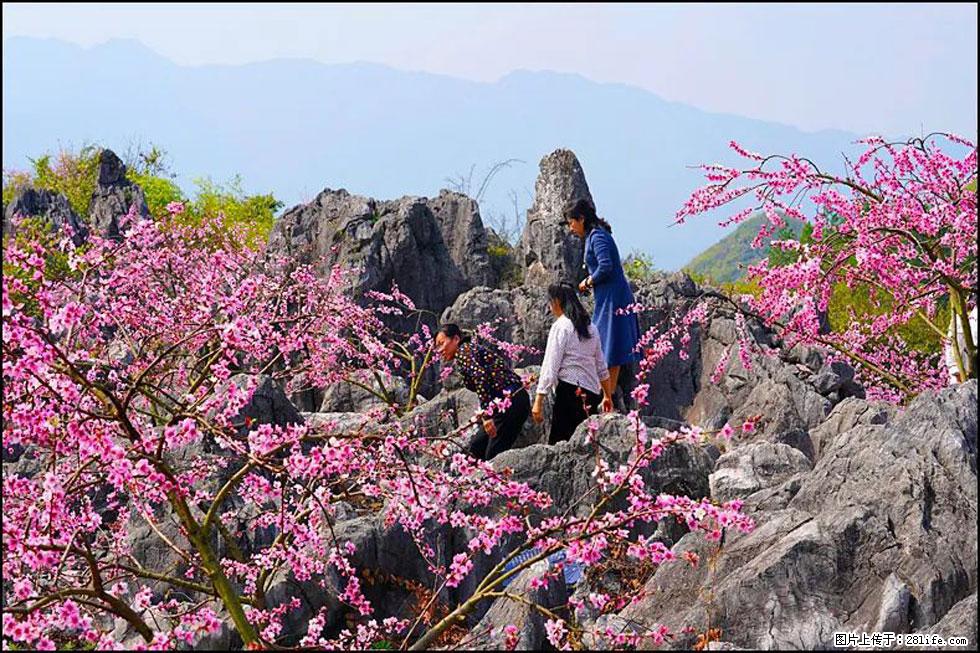 【春天,广西桂林灌阳县向您发出邀请!】望月岭上桃花开 - 游山玩水 - 那曲生活社区 - 那曲28生活网 nq.28life.com